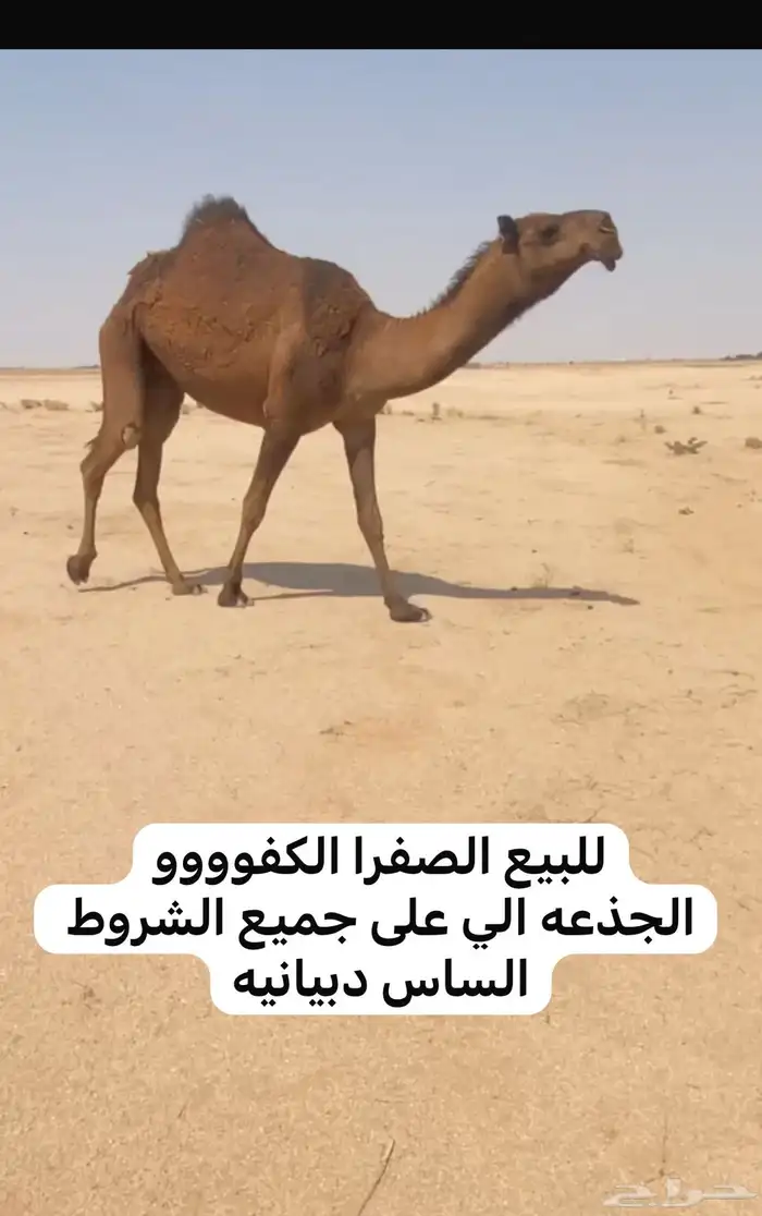 للبيع القحه الوضحا والشقحا حقه والصفرا جذعه 2