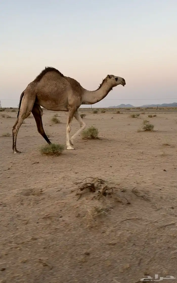 بكره شقحاء 0