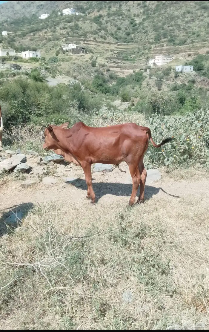 ثور بلدي 1