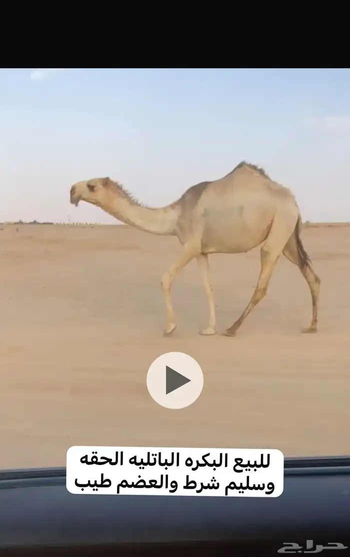 للبيع القحه الوضحا والشقحا حقه والصفرا جذعه 1
