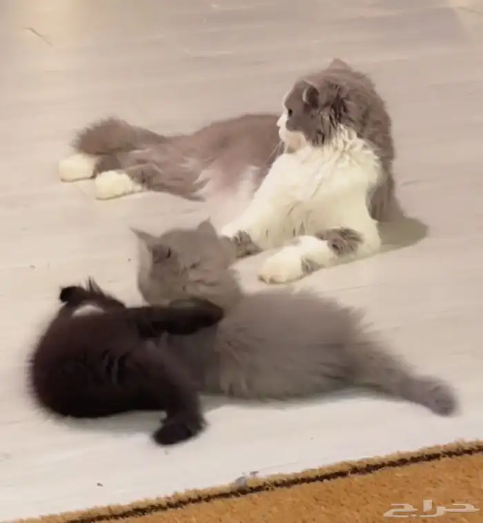 قطط محتاجه متبي 0