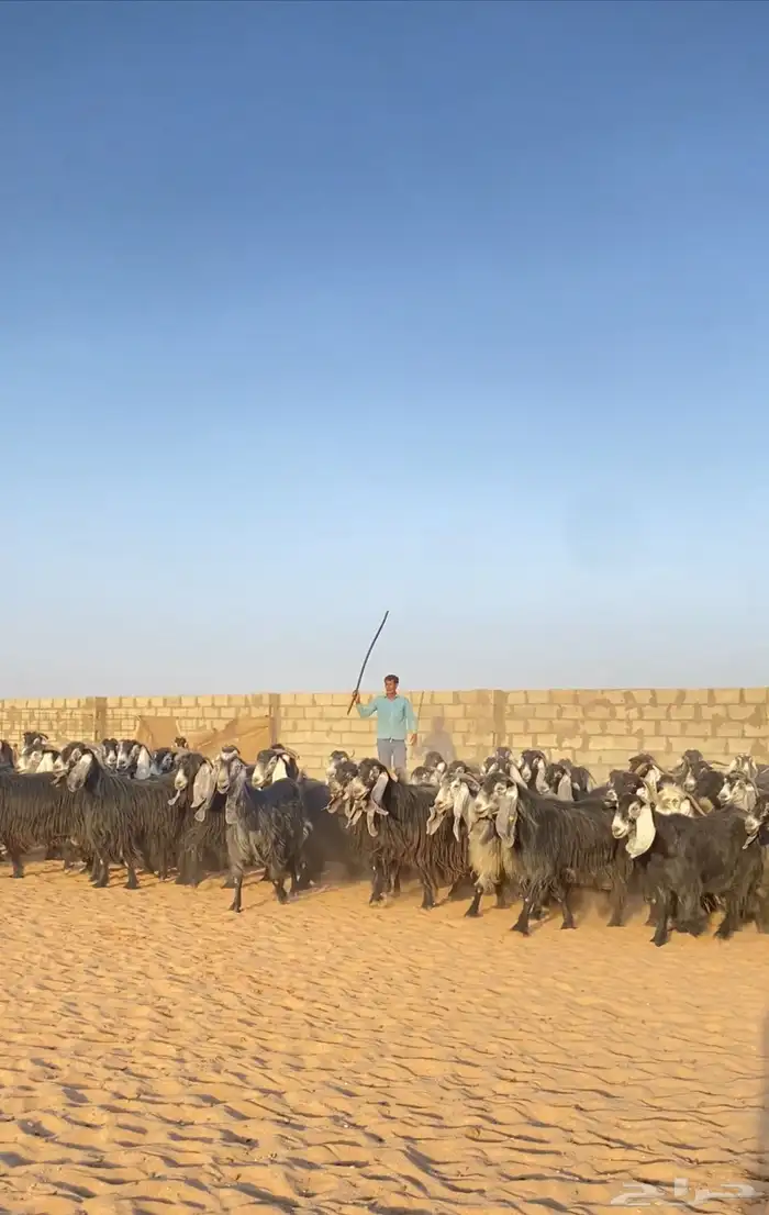 معزا عوارض صنف 0