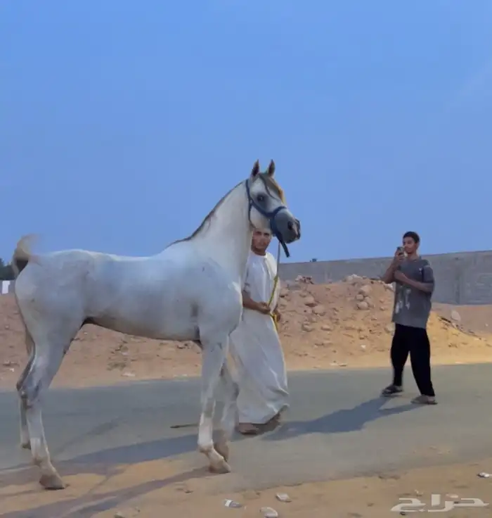 حصان شعبي 0