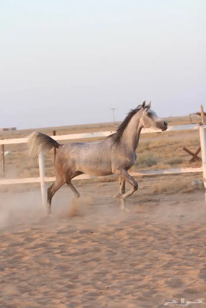 مهر واهو مكس جمال 1