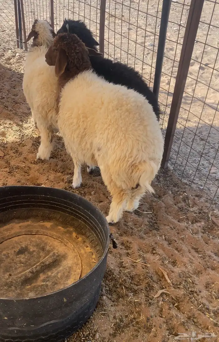 بهم نعيم نظيف جدا  مغلق شحم 2