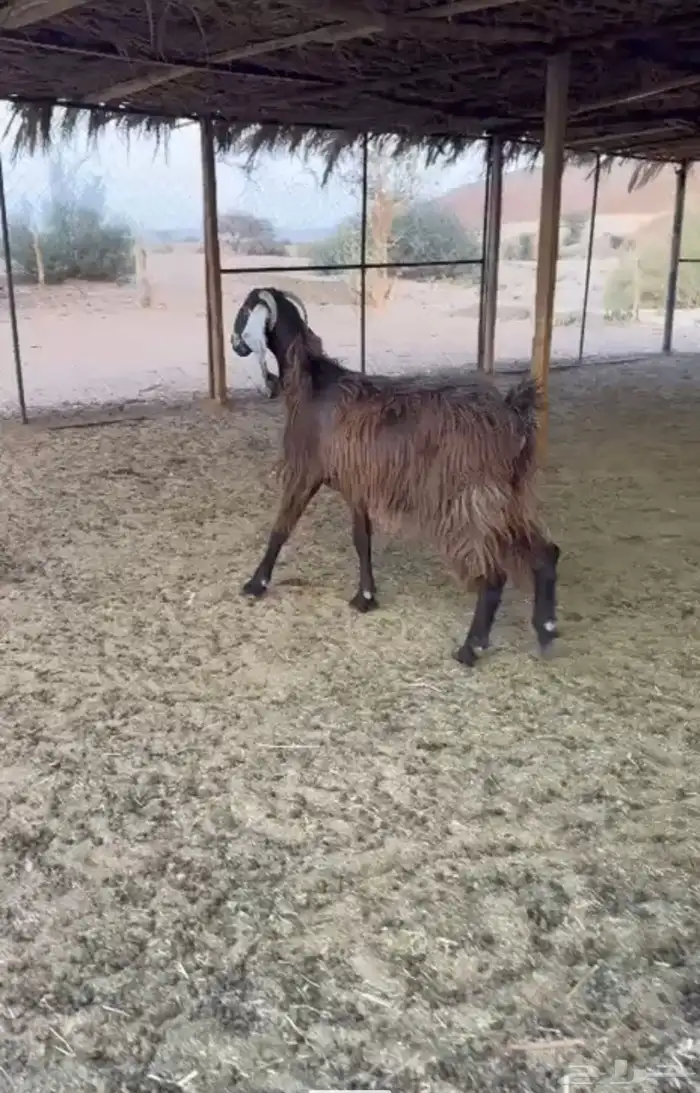 للبيع عنز دافع شرط سنها رباع ديد سلم الصحه سليمه شرط 1