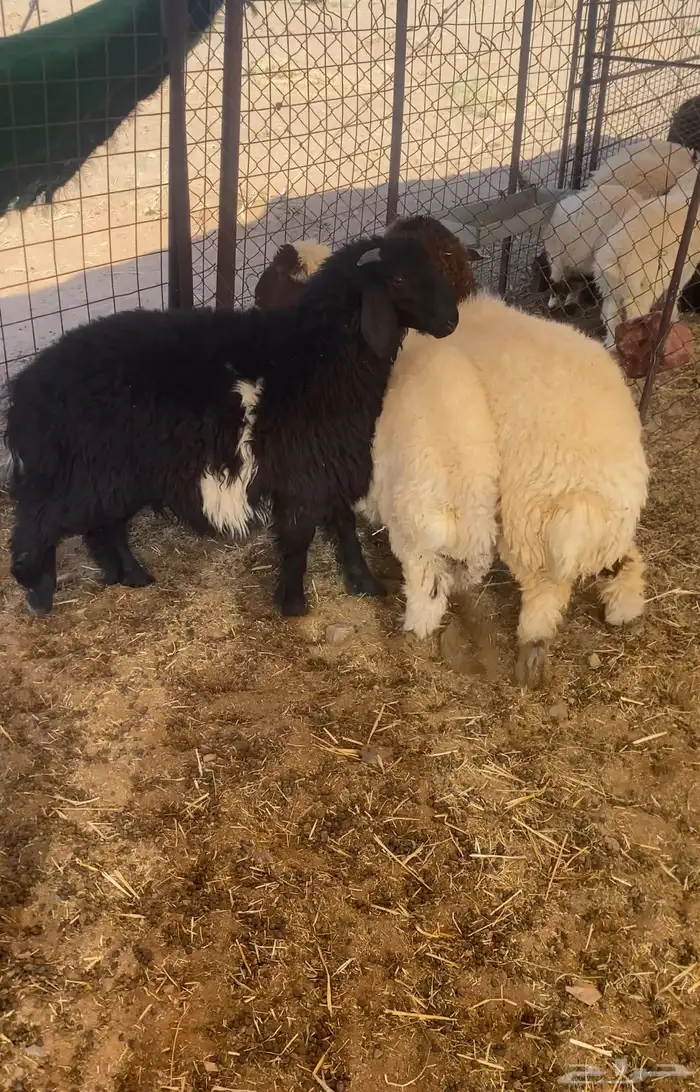 بهم نعيم نظيف جدا  مغلق شحم 3