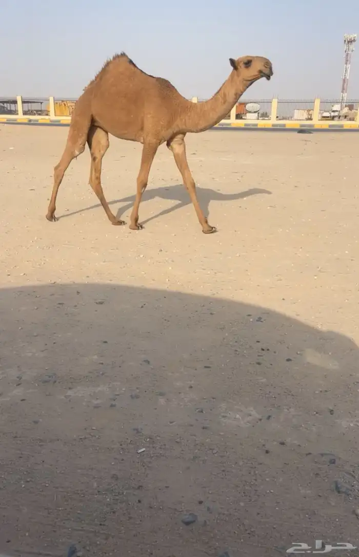 ناقه ضريبه منتج البيع بدون بنتها 3