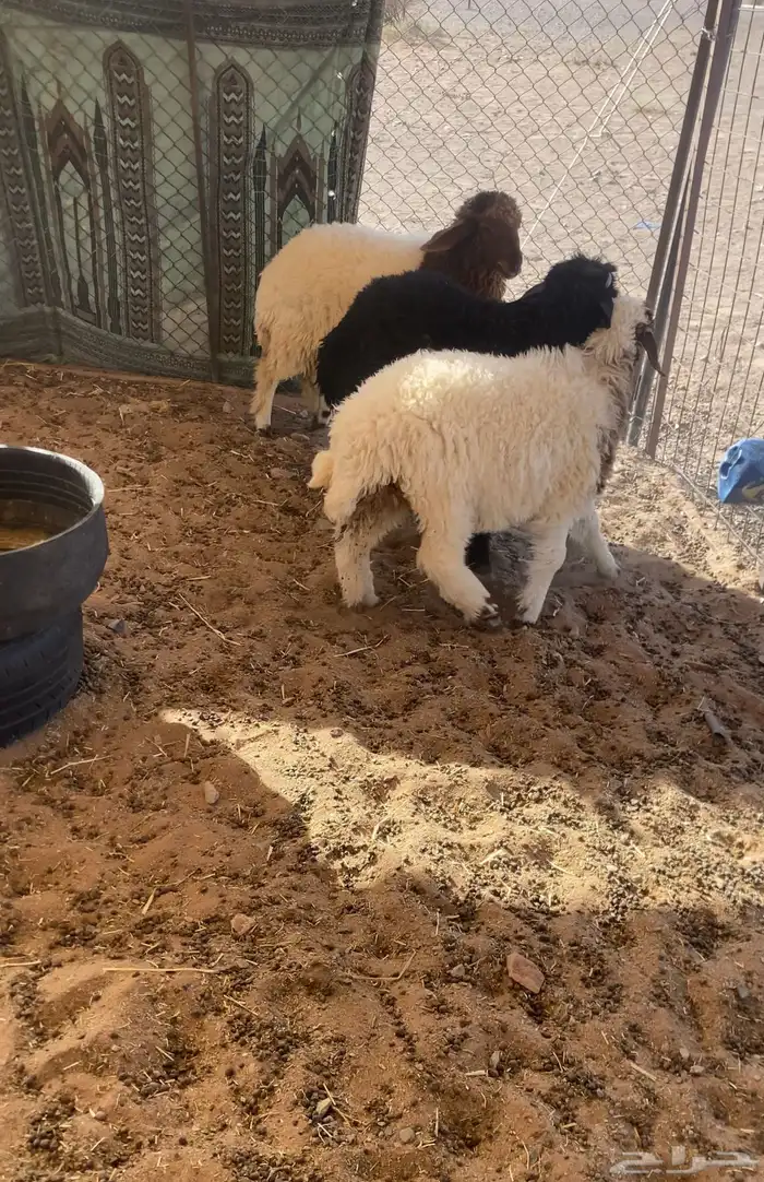 بهم نعيم نظيف جدا  مغلق شحم 0