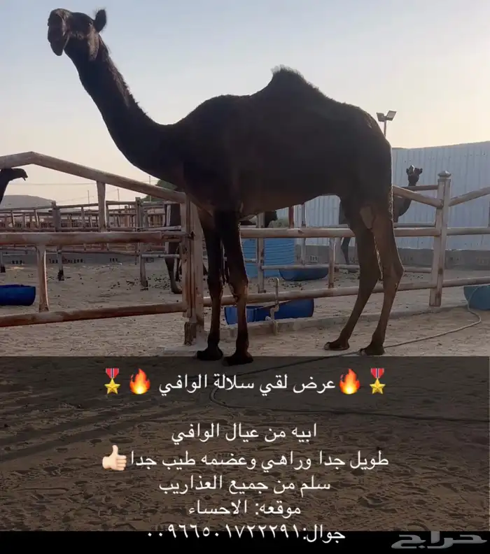 بعير فحل مجهم 1