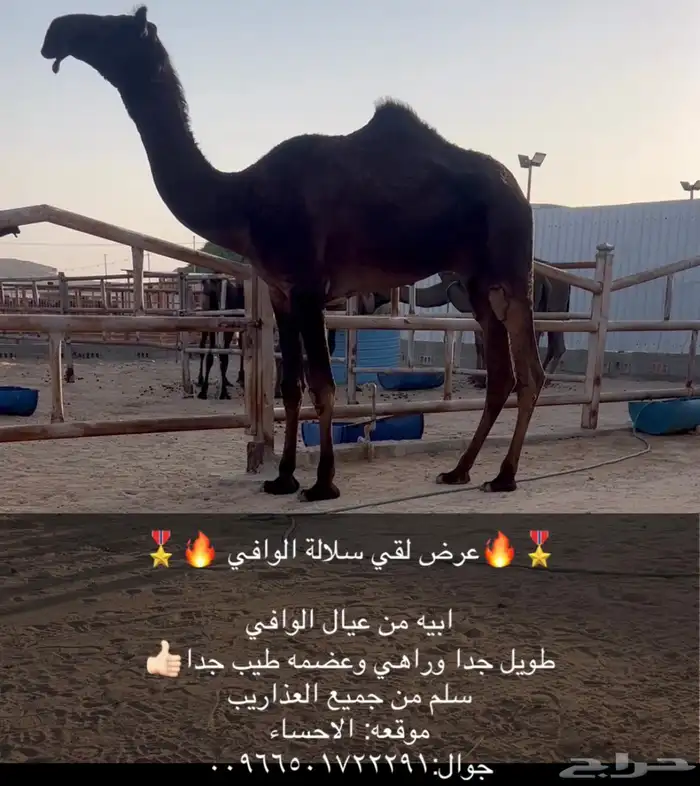 بعير فحل مجهم 0