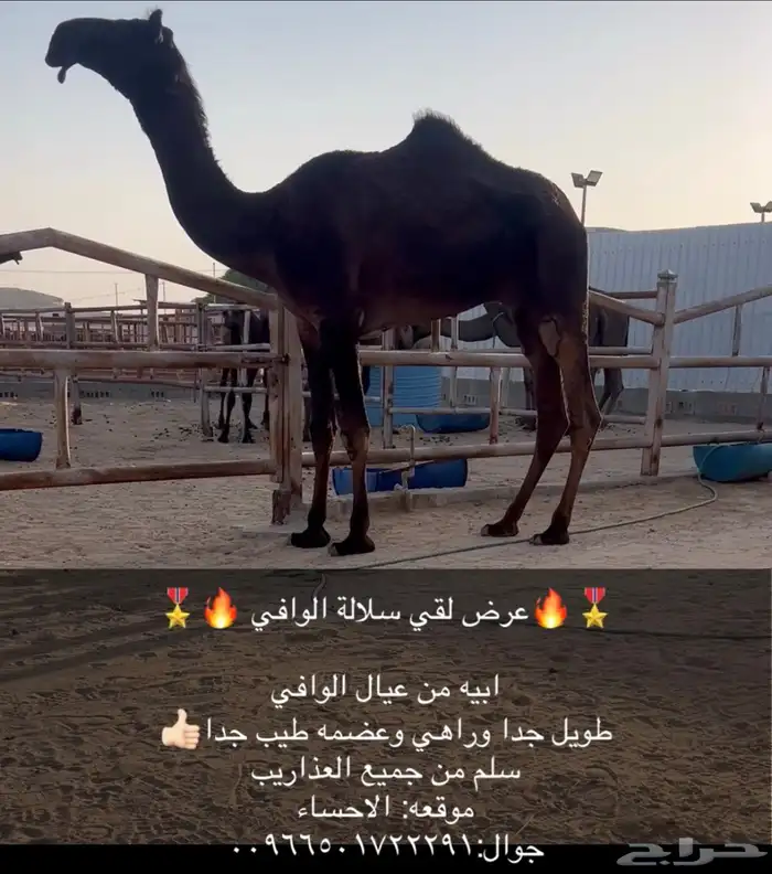 بعير فحل مجهم 2