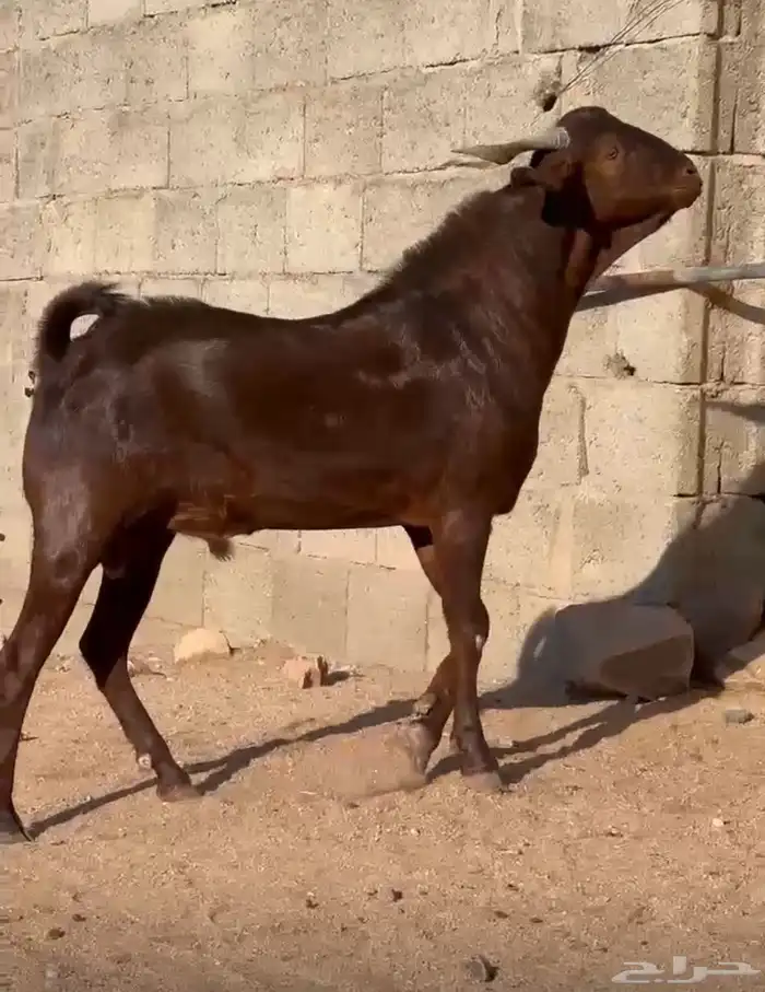 فحل ادهم ادبس رباع 1