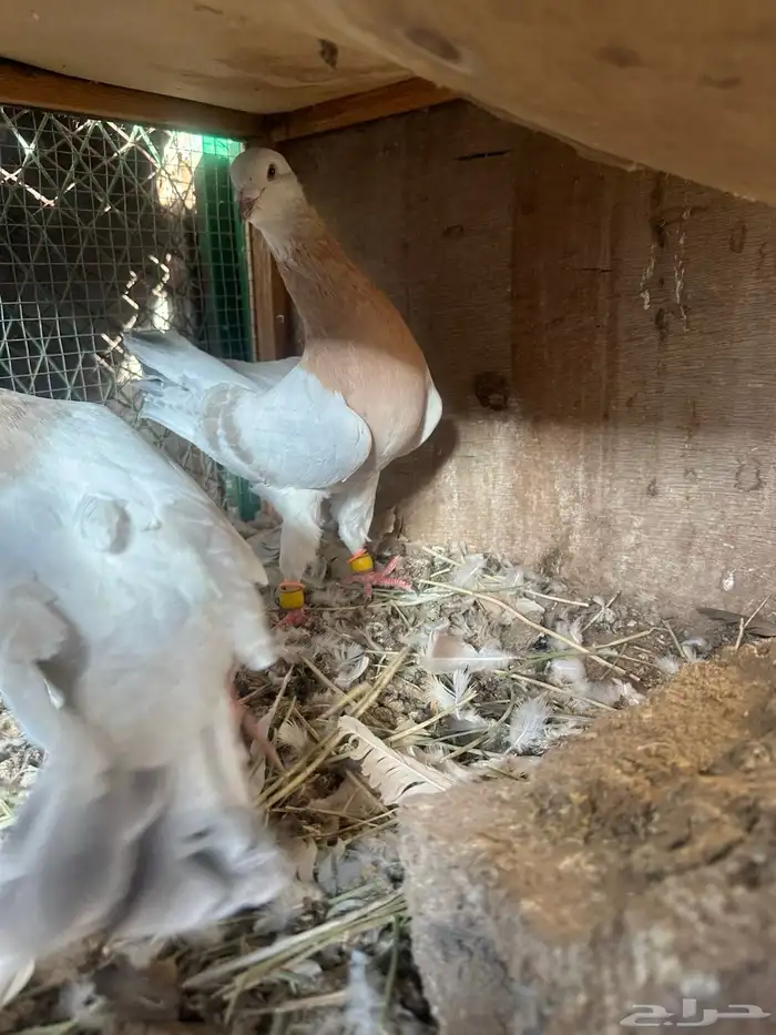 ذكر ريحان 1