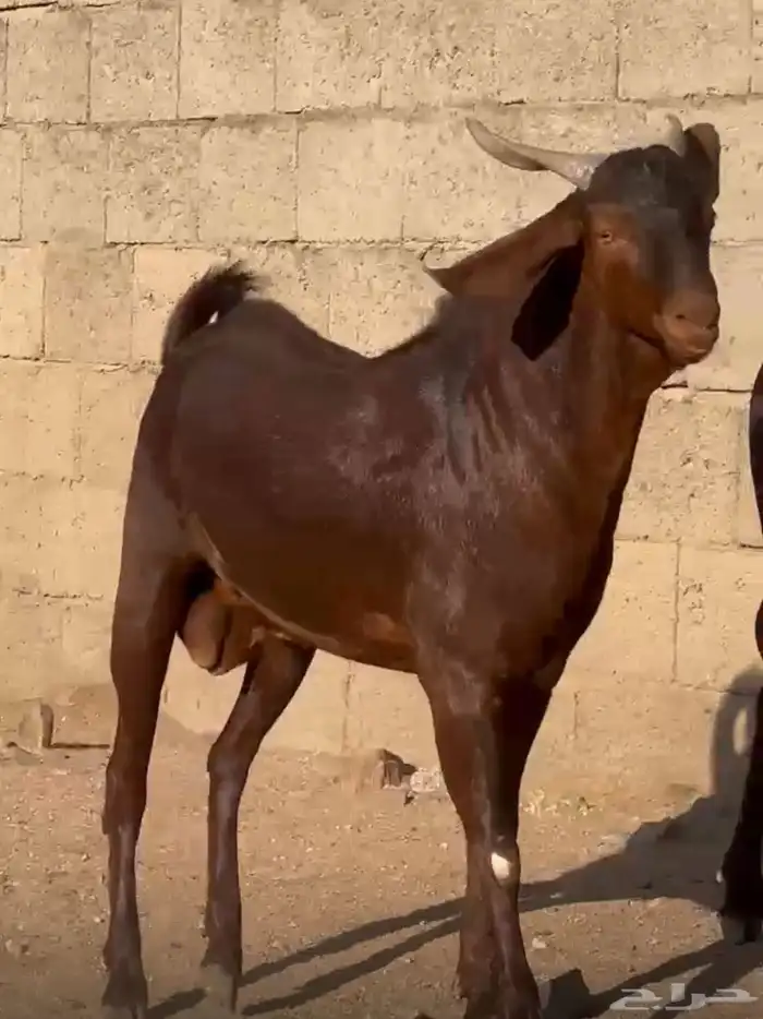 فحل ادهم ادبس رباع 3