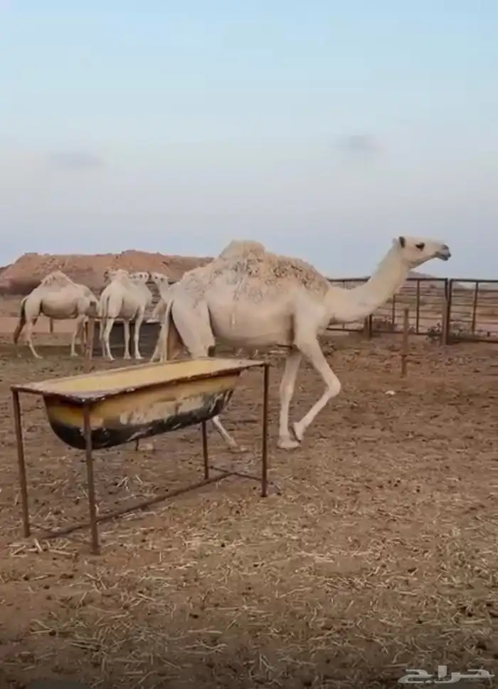 بكره حقه داخله لقيه 0
