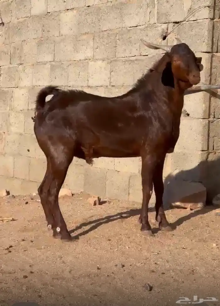 فحل ادهم ادبس رباع 0