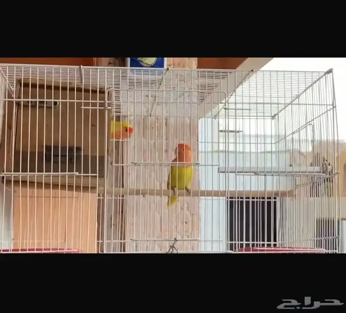للبيع طيور اليفه 0