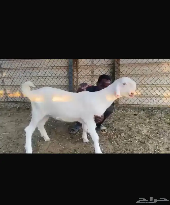 جفار بيض سوريه للبيع 1