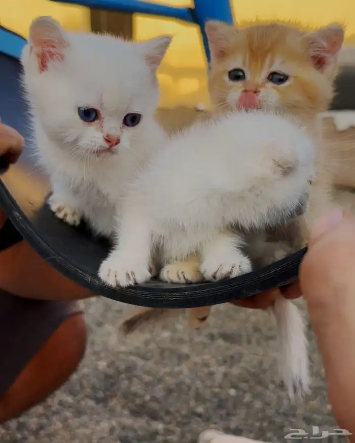 سكوتش فولد بيور 2