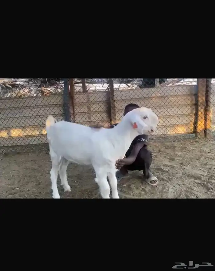 جفار بيض سوريه للبيع 0
