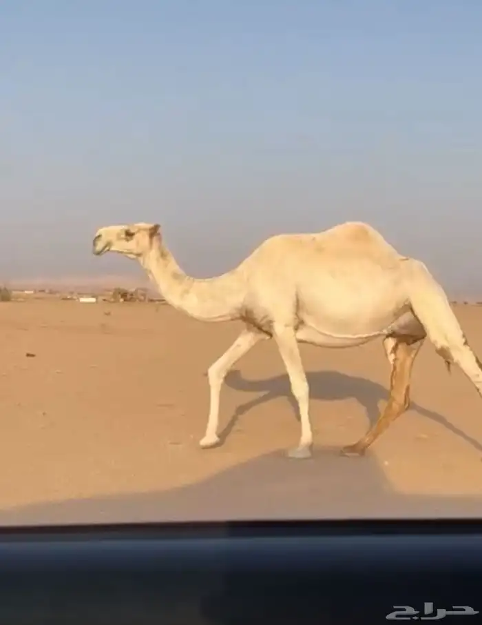 ضروبه كفو ام البكار 2