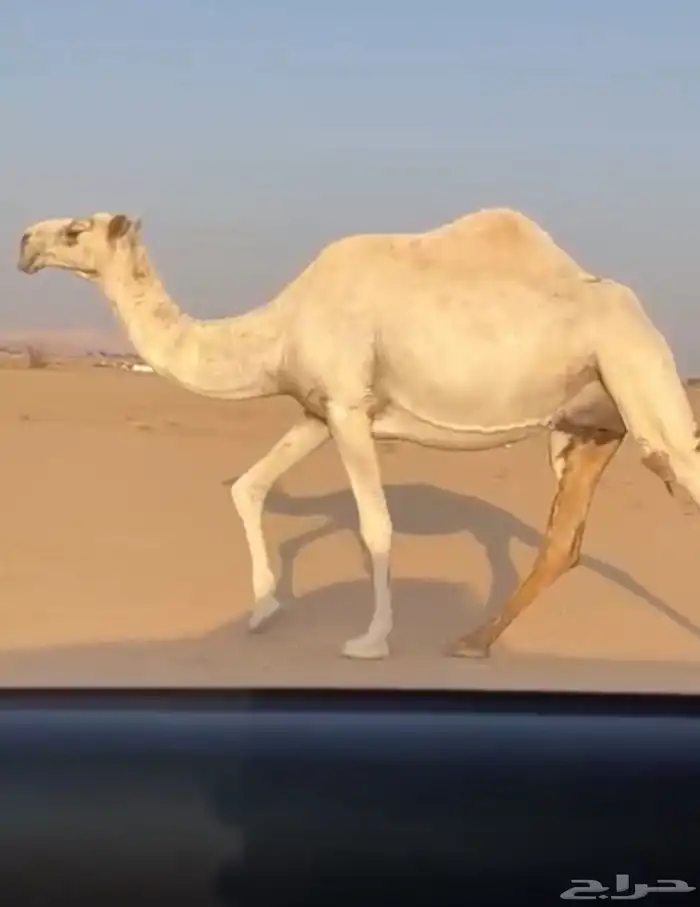 ضروبه كفو ام البكار 0