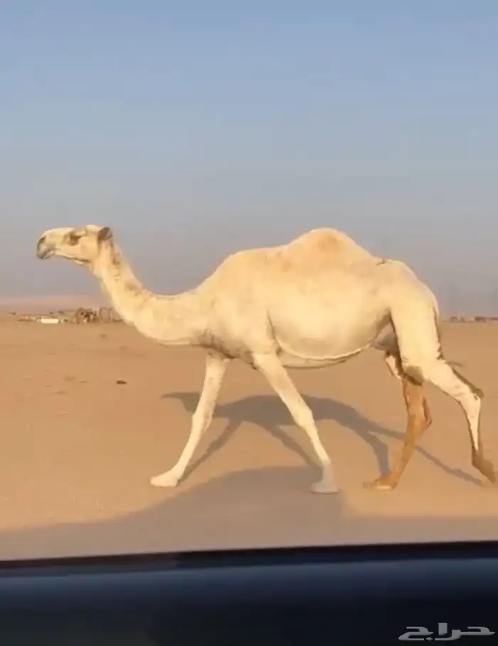 ضروبه كفو ام البكار 1