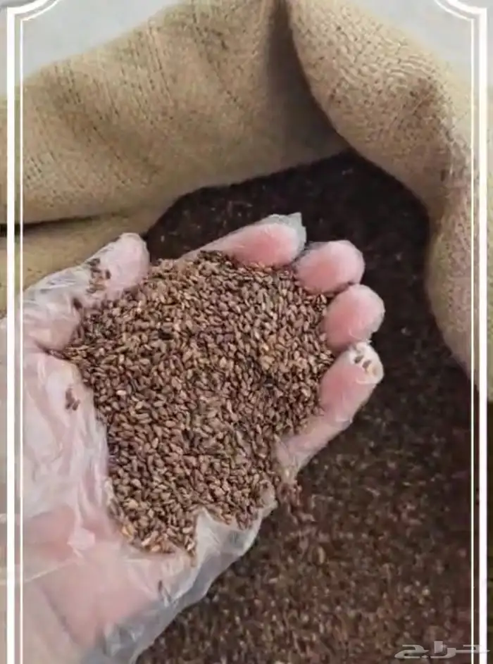زيت سمسم بلدي عضوي 2