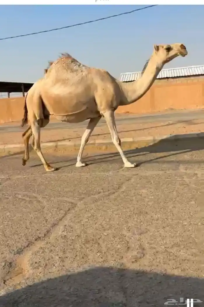 لقحه على ولد الحاكم 1