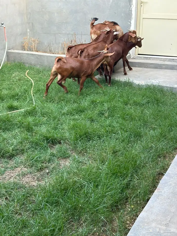 تيوس جنوبيه دهم ذبايح ( تم البيع ) 4