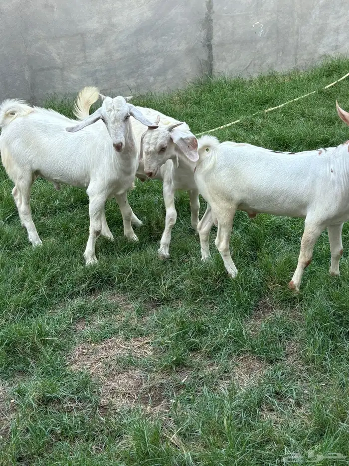 تيوس جنوبيه دهم ذبايح ( تم البيع ) 5