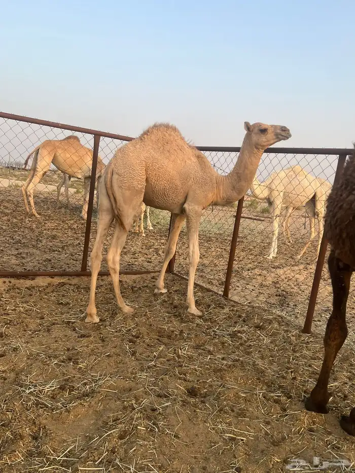 قعدان   حيران   حاشي 2