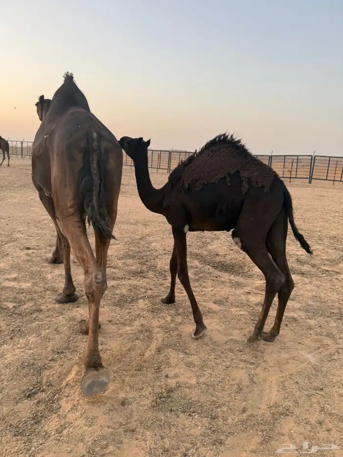 بكره مجهم طيبه 3