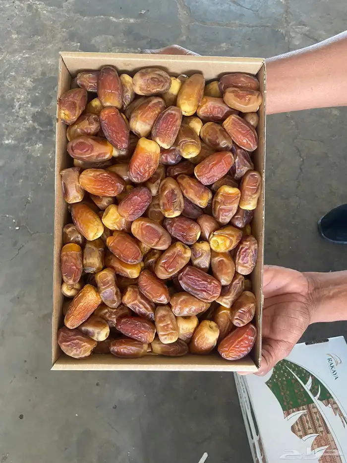 للبيع صقعي حبته كبيره وطيب 1