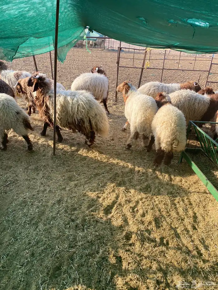 بهم نعيم نضيف 1