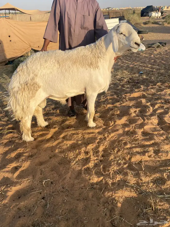 فحل حري 1