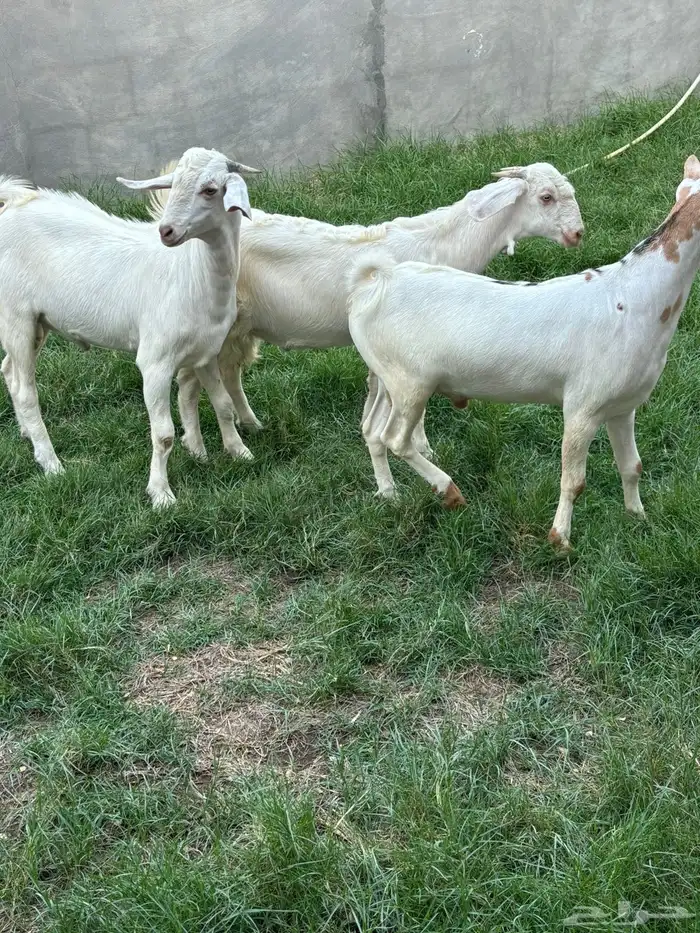 تيوس جنوبيه دهم ذبايح ( تم البيع ) 8