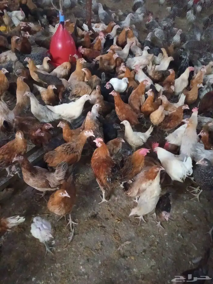 دجاج بلدي بشائر 0