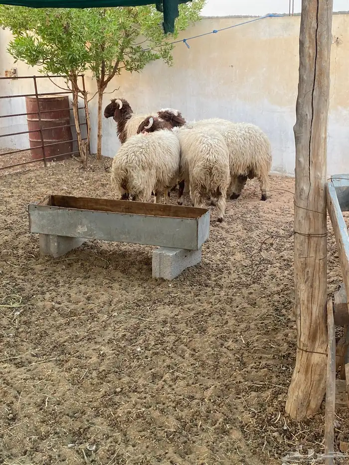 نعيم خرفان 2