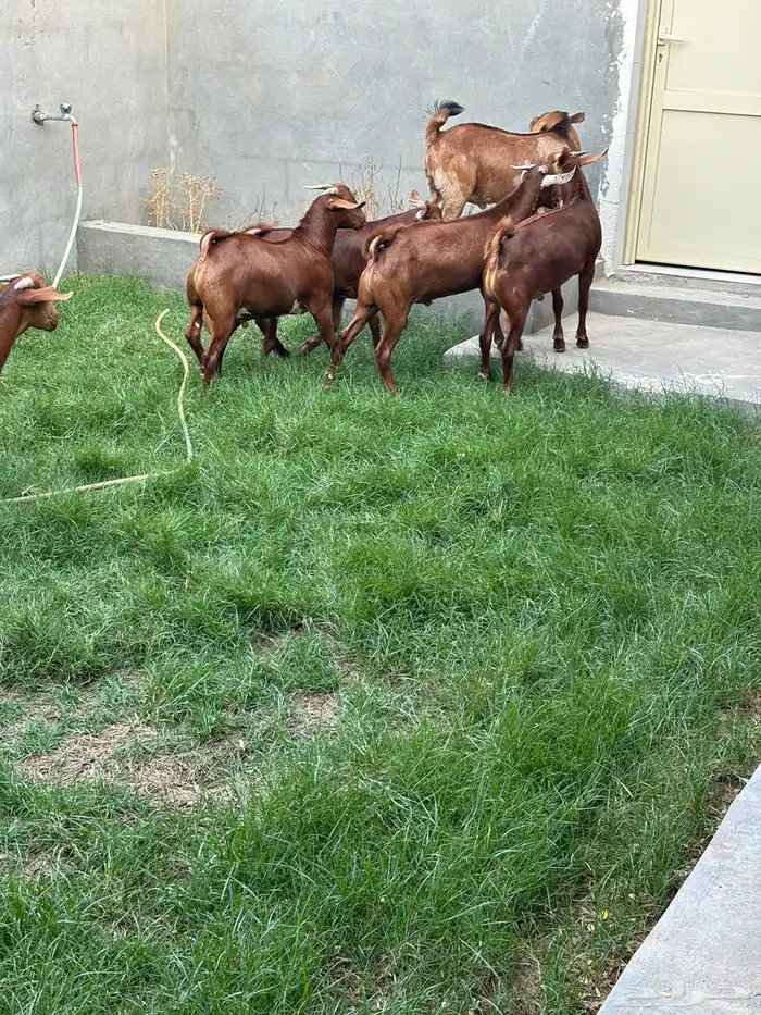 تيوس جنوبيه دهم ذبايح ( تم البيع ) 1