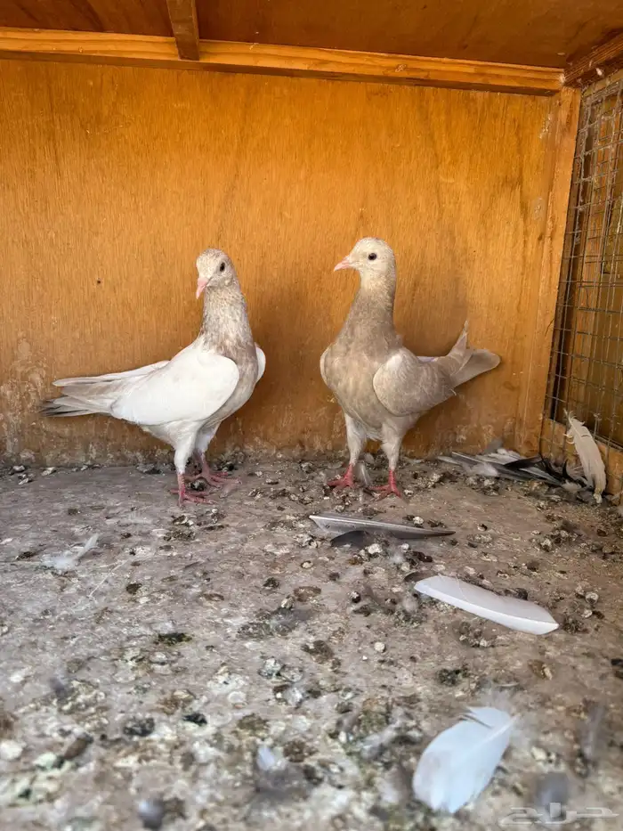 حمام بكستاني 16