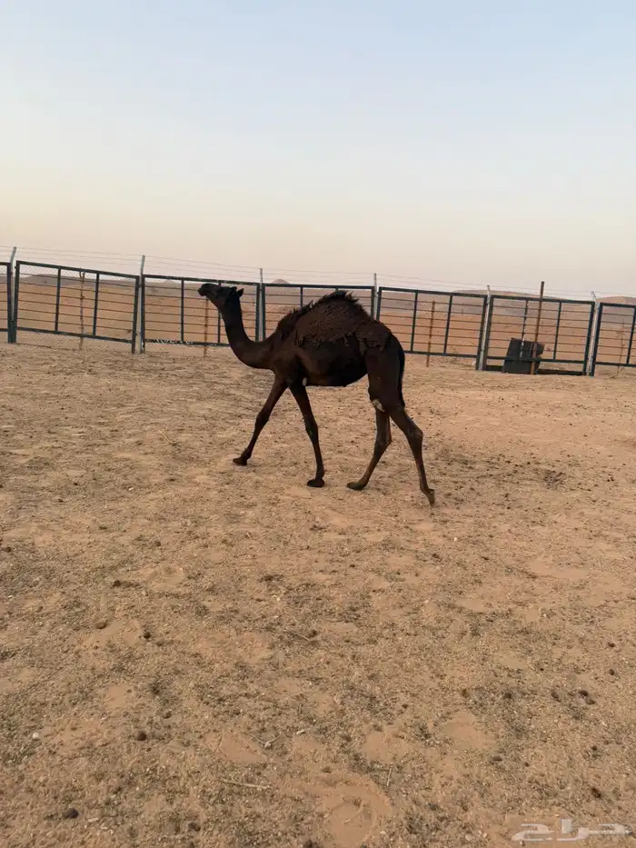 بكره مجهم طيبه 7