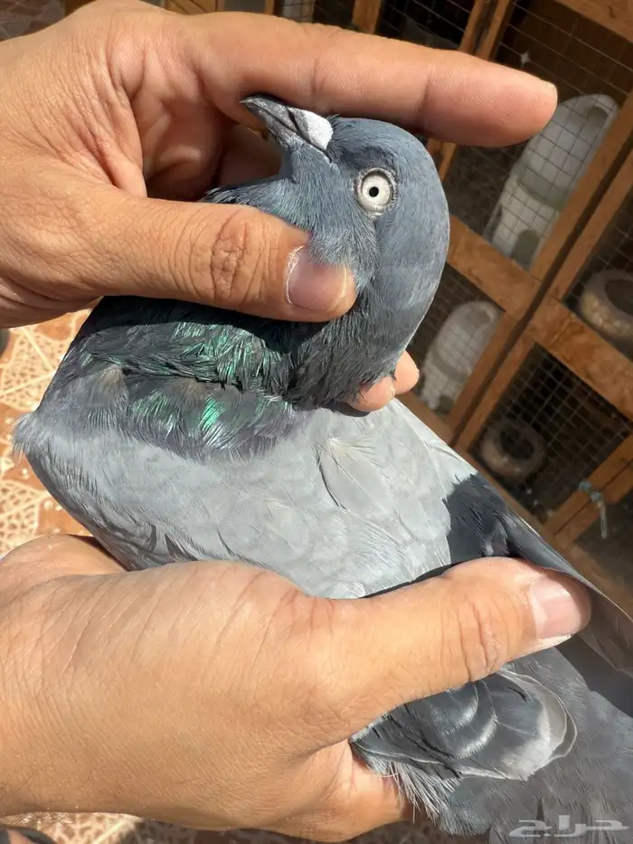 حمام بكستاني 0