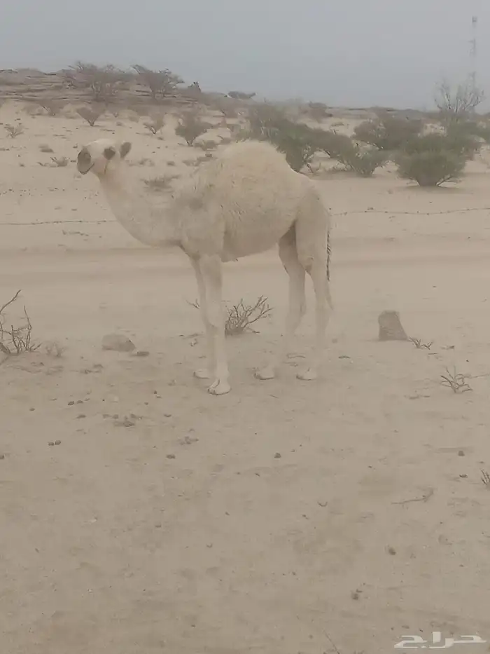 حوار 1