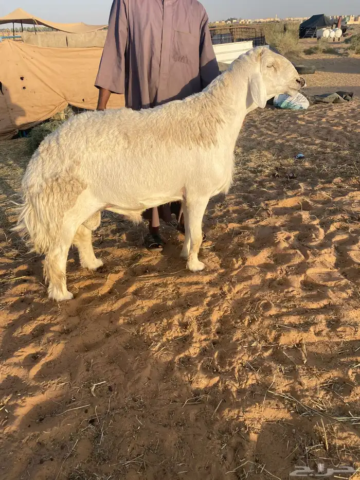 فحل حري 0