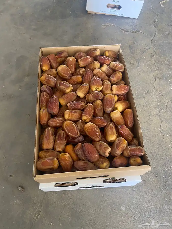 للبيع صقعي حبته كبيره وطيب 0