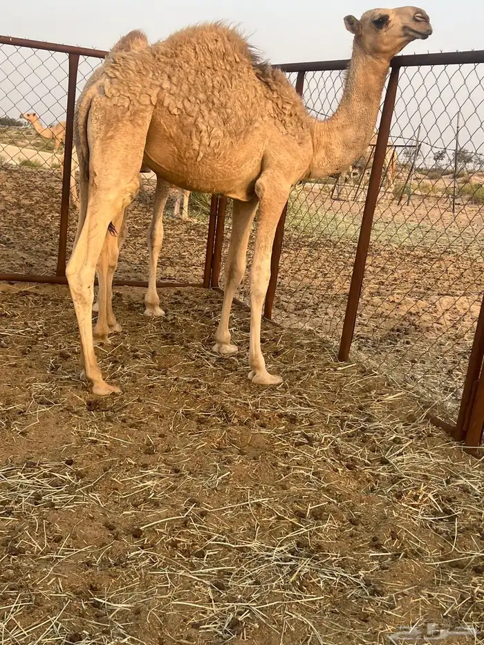 قعدان   حيران   حاشي 0