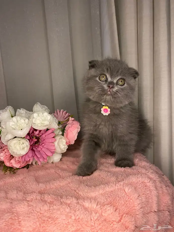 قطط إناث وذكور للبيع مسجلين الأباء 6