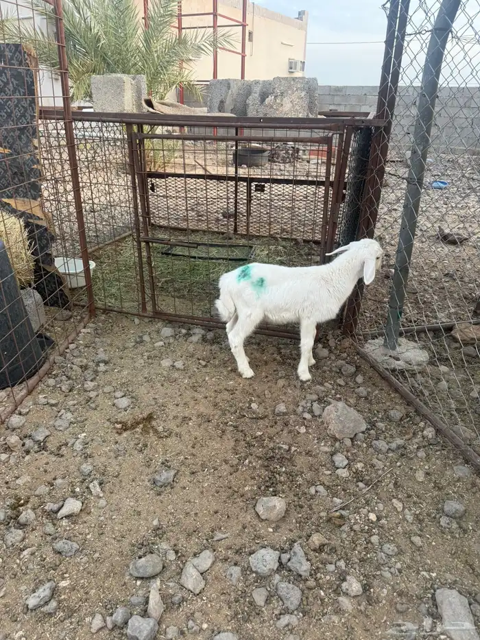 للبيع خروف 1